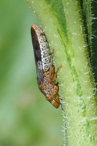 la cicadelle vecteur de la maladie