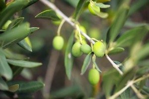Petites olives du Sud Ardèche