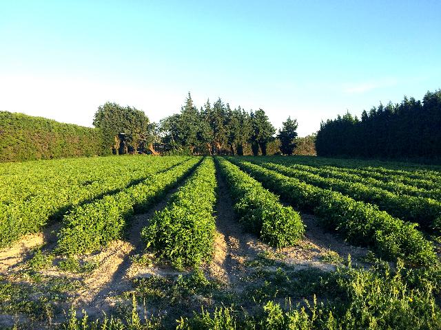 champ de tomates