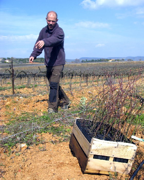 Biodiversité : Il Haie les Vignes Bleu Tomate le mag