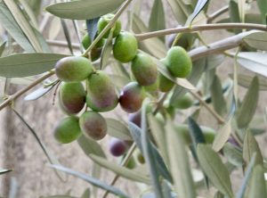 olives prêtes pour la récolte