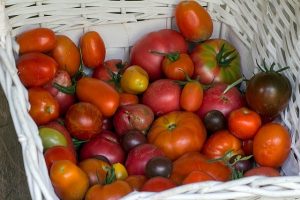 variétés anciennes de tomates