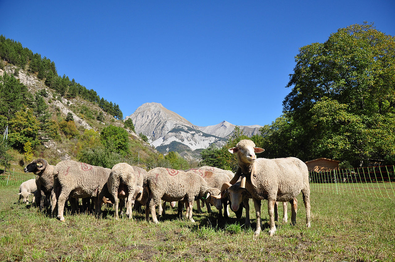 transhumance