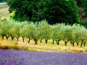 Oliviers dans le Parc Naturel Régional du Luberon