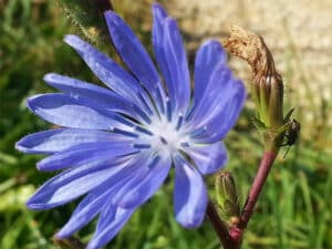 cueillette de plantes sauvages comestibles à Lauris