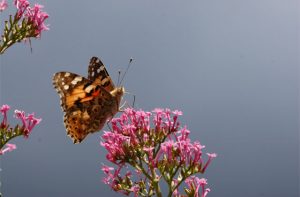 l'Agence va veiller à la présence des papillons