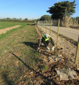 plantation d'arbres dans une petite ferme