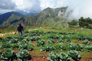 1280px-Amid_rows_of_cabbage,_Haiti Bleu Tomate