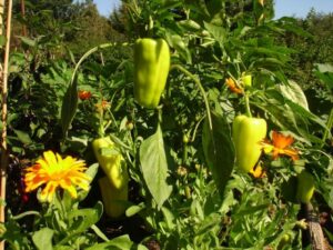 2906743217_f8733b788f_o Bleu Tomate