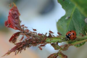 Coccinellidae_eating_Aphidoidea Bleu Tomate