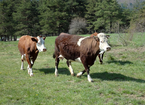 @ferme de l'Escaillon les vaches