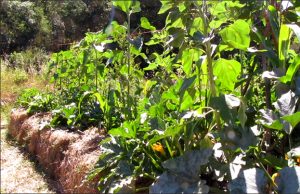 Buttes de permaculture avec la Graine Indocile