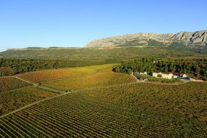 le vignoble Château Gassier