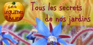 18673310_13055979721983_5897962250243418992_o Bleu Tomate le mag