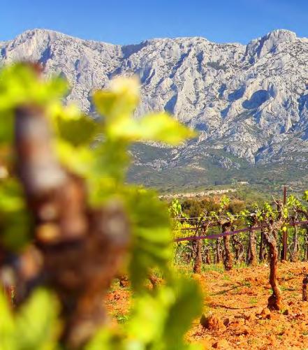 la vigne et la Sainte Victoire