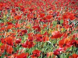 coquelicots de printemps
