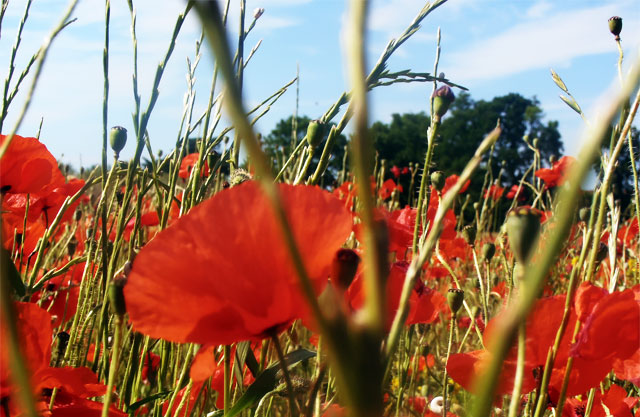 la maison brûle mais les coquelicots marque de biodiversité