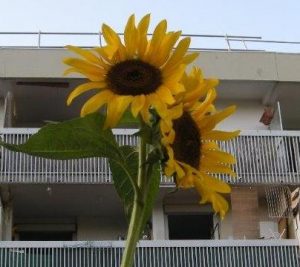 jardin partagé Lou Grillet