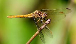 les libellules vivent en milieu humide