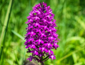 Orchidées à admirer à Sivergues (84)