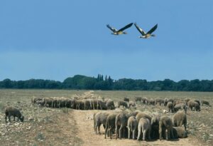 Saint-Martin-de-Crau accueille le "Fermes d'avenir tour"