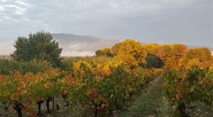 Le Ventoux et le domaine Dambrun