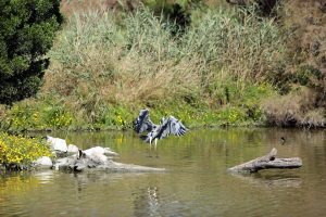 la camargue à l'embouchure du Rhône