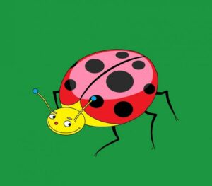 coccinelle en colline