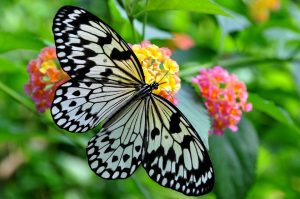 papillon en colline