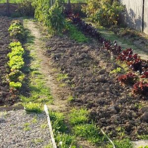 JARDINS PARTAGES CHEVAL BLANC Bleu Tomate le mag