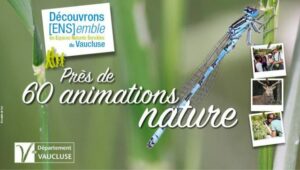 Sortie nocturne insectes