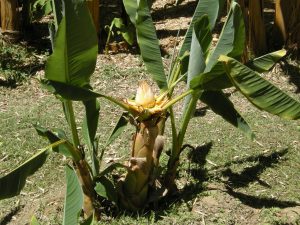 Jardin lou Grillet au pied d'immeuble