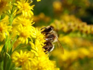 bee_bug_bees_flowers_nature_insects_bumblebee_flower-526737 Bleu Tomate
