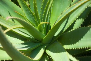 Cosmétiques à l'aloe vera