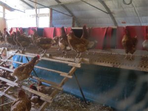 les poules sur les nichoirs