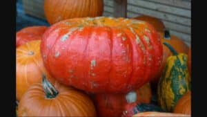 Fête de la courge