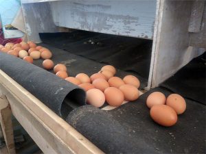 les oeufs des poules pondeuses