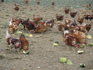 Les poules sont bio