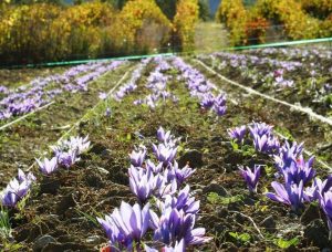 Safran de Provence