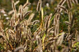 wild, grass, seed, heads Bleu Tomate