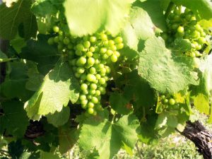 les vignes et la changement climatique