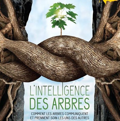 le film L'intelligence des arbres à Marseille