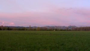 le blé de la Crau