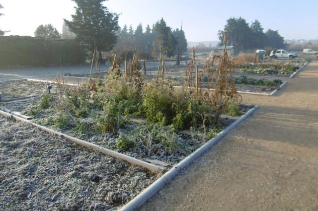 Jardins Cheval-Blanc et plantes sauvages