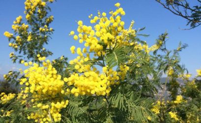 Fête du mimosa à Tanneron