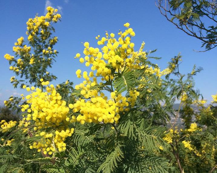 Fête du mimosa à Tanneron