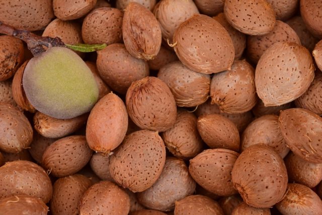 Retour des amandes en Provence