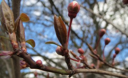 Fête des bourgeons