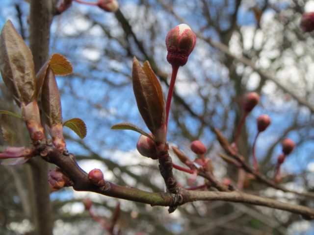 Fête des bourgeons