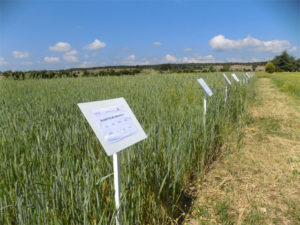 Essais de semences paysannes dans le PNR Luberon